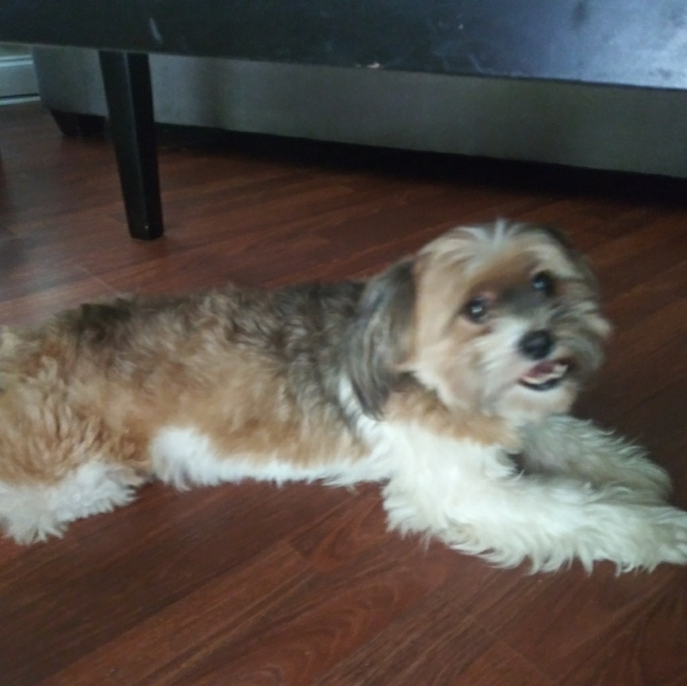 Dog - Picture 2 of 2